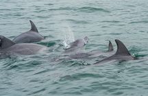 Noosa Oceanrider Scenic Dolphin Safari. Family specials
