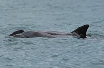Noosa Oceanrider Scenic Dolphin Safari. Family specials