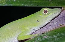 Manuel Antonio Night Tour