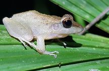 Manuel Antonio Night Tour