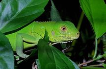 Manuel Antonio Night Tour