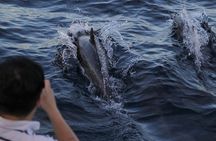 Dolphin and Whale Watching Sunset Cruise