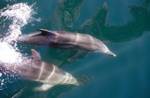 Milford Sound Cruise: Stunning Views & Optional Picnic or Buffet