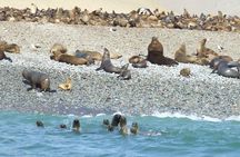Paracas Full Day: Islas Ballestas, National Park and Sandboarding in Paracas