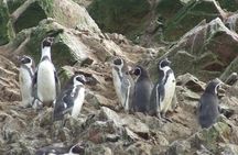 Paracas Full Day: Islas Ballestas, National Park and Sandboarding in Paracas