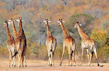 3-Days Tanzania Safari Tours