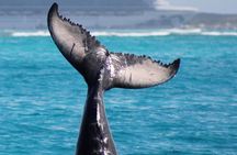 Private Whale Watching Charter (Grand Turk)
