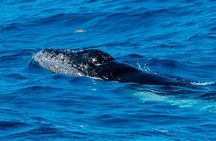 Private Whale Watching Charter (Grand Turk)