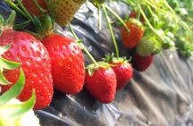 [Perfect Private Tour] Nami island, Petite France and Organic Strawberry Farm