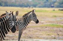Nairobi National Park Safari