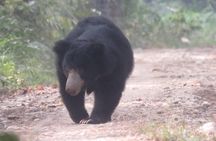 Mission Tiger, 4 days tour inside Chitwan National Park.