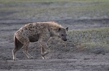 Day Trip to Ngorongoro Crater from Arusha