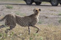 Day Trip to Ngorongoro Crater from Arusha