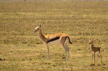Day Trip to Ngorongoro Crater from Arusha