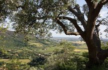 From Venice Olive Oil & Wine in the Euganean Hills