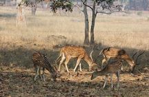 Private 4 Days Ranthambore National Park Safari Tour with Taj Mahal