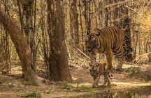 Private 4 Days Ranthambore National Park Safari Tour with Taj Mahal