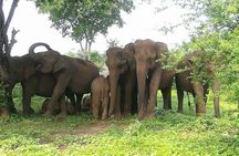 Udawalawe National Park Private 4 Hours Safari Tour