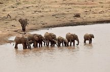 Amboseli Day Excursion