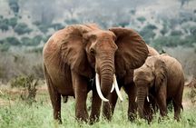 Amboseli Day Excursion