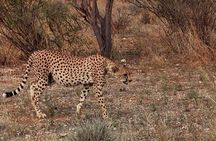 Wildlife safaris and mountain climbing