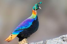 Munsiari Birding tour 