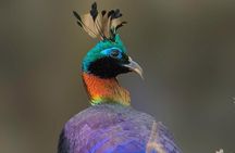 Munsiari Birding tour 