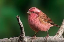 Munsiari Birding tour 