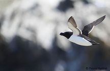 1000 Little Penguins Cruise
