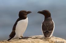 1000 Little Penguins Cruise