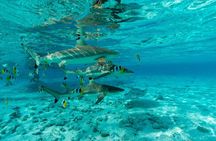 Toa Boat Bora Bora Private Lagoon tour On Ambassador Boat