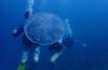Diving Trip for Certified Divers.
