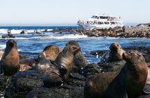 Phillip Island Seal-Watching Cruise