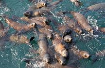 Phillip Island Seal-Watching Cruise