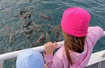 Phillip Island Seal-Watching Cruise