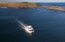 Phillip Island Seal-Watching Cruise