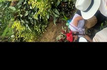 Coffee tour+Guatape 
