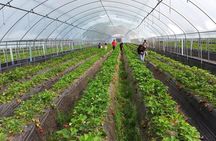 [Private Tour] Organic Strawberry Farm & Nami Island & Petite France