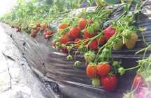 [Private Tour] Organic Strawberry Farm & Nami Island & Petite France