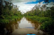 4-Day Private Orangutan and Bornean Primates Tour from Pangkalanbuun