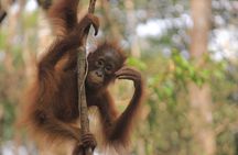 2Ns Experience Kelotok River Cruise in Orangutan's Homeland
