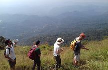 Munnar historical trail- (walk into Tea garden, village & market)