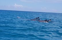Snorkeling at Mnemba Atoll - Full day Trip
