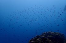 PADI Open Water Diving Course