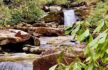 Thundering Streams and Falls of the Smokies Guided Hiking Tour