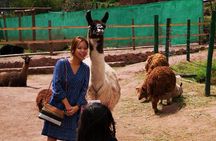 Cusco Santuario de Animales Rescatados en Cusco 