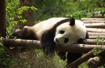 One-Day Private Panda Tour Of Chengdu