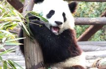 One-Day Private Panda Tour Of Chengdu