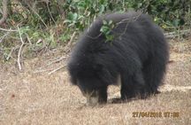 Yala National Park Safari Tour From Hambantota port