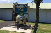 Oahu to Big Island : Big Island Volcano Helicopter Tour & Hilo 1 Day Tour 